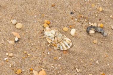 Bu güzel bir plaj görüntüsü. Kum taneleri arasında bir istiridye kabuğu görülebilir. Kırık deniz kabukları pürüzsüz çakıl taşlarının arasına dağılmış. Bazı taşlar kristal berraklığında elmas olarak bilinir..