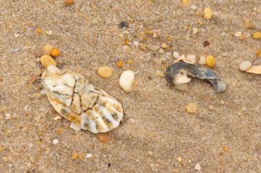 Bu güzel bir plaj görüntüsü. Kum taneleri arasında bir istiridye kabuğu görülebilir. Kırık deniz kabukları pürüzsüz çakıl taşlarının arasına dağılmış. Bazı taşlar kristal berraklığında elmas olarak bilinir..