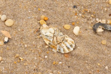 Bu güzel bir plaj görüntüsü. Kum taneleri arasında bir istiridye kabuğu görülebilir. Kırık deniz kabukları pürüzsüz çakıl taşlarının arasına dağılmış. Bazı taşlar kristal berraklığında elmas olarak bilinir..