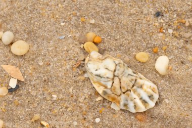 Bu güzel bir plaj görüntüsü. Kum taneleri arasında bir istiridye kabuğu görülebilir. Kırık deniz kabukları pürüzsüz çakıl taşlarının arasına dağılmış. Bazı taşlar kristal berraklığında elmas olarak bilinir..
