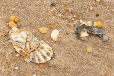 Bu güzel bir plaj görüntüsü. Kum taneleri arasında bir istiridye kabuğu görülebilir. Kırık deniz kabukları pürüzsüz çakıl taşlarının arasına dağılmış. Bazı taşlar kristal berraklığında elmas olarak bilinir..