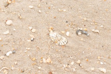 Bu güzel bir plaj görüntüsü. Kum taneleri arasında bir istiridye kabuğu görülebilir. Kırık deniz kabukları pürüzsüz çakıl taşlarının arasına dağılmış. Bazı taşlar kristal berraklığında elmas olarak bilinir..