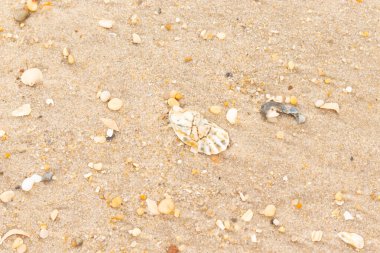 Bu güzel bir plaj görüntüsü. Kum taneleri arasında bir istiridye kabuğu görülebilir. Kırık deniz kabukları pürüzsüz çakıl taşlarının arasına dağılmış. Bazı taşlar kristal berraklığında elmas olarak bilinir..