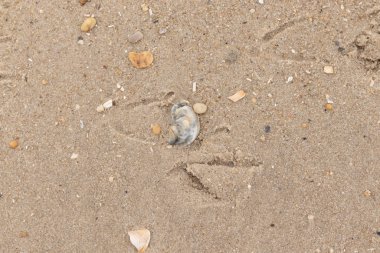 Bu güzel bir plaj görüntüsü. Kum taneleri arasında bir istiridye kabuğu görülebilir. Kırık deniz kabukları pürüzsüz çakıl taşlarının arasına dağılmış. Bazı taşlar kristal berraklığında elmas olarak bilinir..