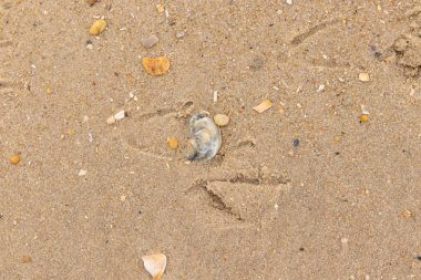Bu güzel bir plaj görüntüsü. Kum taneleri arasında bir istiridye kabuğu görülebilir. Kırık deniz kabukları pürüzsüz çakıl taşlarının arasına dağılmış. Bazı taşlar kristal berraklığında elmas olarak bilinir..