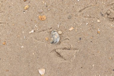 Bu güzel bir plaj görüntüsü. Kum taneleri arasında bir istiridye kabuğu görülebilir. Kırık deniz kabukları pürüzsüz çakıl taşlarının arasına dağılmış. Bazı taşlar kristal berraklığında elmas olarak bilinir..