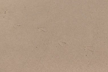 Kumda gezinen ayak izlerinin güzel bir görüntüsü. Bu izler bir martı tarafından yapılmış. Sahilde popüler bir sahil kuşu. Güzel kahverengi desenli kum taneleri..