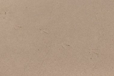 Kumda gezinen ayak izlerinin güzel bir görüntüsü. Bu izler bir martı tarafından yapılmış. Sahilde popüler bir sahil kuşu. Güzel kahverengi desenli kum taneleri..