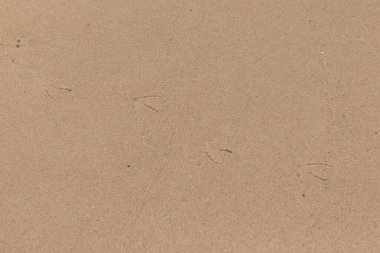 Kumda gezinen ayak izlerinin güzel bir görüntüsü. Bu izler bir martı tarafından yapılmış. Sahilde popüler bir sahil kuşu. Güzel kahverengi desenli kum taneleri..