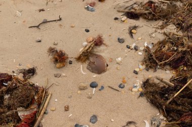 Okyanusun gelgiti tarafından getirilen tüm deniz atıklarının görüntüsü. Kumsala saçılmış durumda. Kumun içinde kırılmış kabuk parçaları. Büyük kahverengi kabuk bir at nalı yengeci..