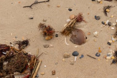 Okyanusun gelgiti tarafından getirilen tüm deniz atıklarının görüntüsü. Kumsala saçılmış durumda. Kumun içinde kırılmış kabuk parçaları. Büyük kahverengi kabuk bir at nalı yengeci..
