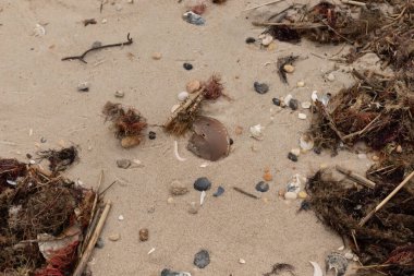 Okyanusun gelgiti tarafından getirilen tüm deniz atıklarının görüntüsü. Kumsala saçılmış durumda. Kumun içinde kırılmış kabuk parçaları. Büyük kahverengi kabuk bir at nalı yengeci..