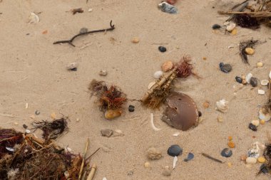 Okyanusun gelgiti tarafından getirilen tüm deniz atıklarının görüntüsü. Kumsala saçılmış durumda. Kumun içinde kırılmış kabuk parçaları. Büyük kahverengi kabuk bir at nalı yengeci..