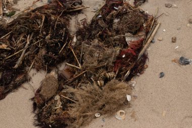 Bu deniz enkazı kumsala saçılmış durumda. Bu fotoğraf New Jersey Burnu 'ndaki Sunset plajında çekildi. Deniz kabukları ve taşlarla kaplanmış..