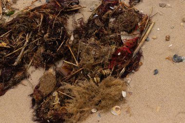 Bu deniz enkazı kumsala saçılmış durumda. Bu fotoğraf New Jersey Burnu 'ndaki Sunset plajında çekildi. Deniz kabukları ve taşlarla kaplanmış..