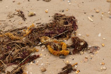 Bu, okyanus tarafından kumlara sürüklenmiş enkazın güzel bir görüntüsü. Ortadaki kahverengi bobin bir enik yumurtası kutusu. Seagrass sahilde her yerde görülebilir..