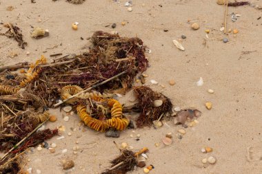 Bu, okyanus tarafından kumlara sürüklenmiş enkazın güzel bir görüntüsü. Ortadaki kahverengi bobin bir enik yumurtası kutusu. Seagrass sahilde her yerde görülebilir..