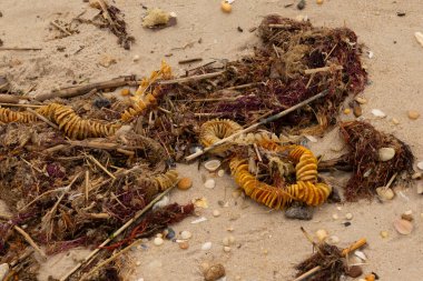 Bu, okyanus tarafından kumlara sürüklenmiş enkazın güzel bir görüntüsü. Ortadaki kahverengi bobin bir enik yumurtası kutusu. Seagrass sahilde her yerde görülebilir..
