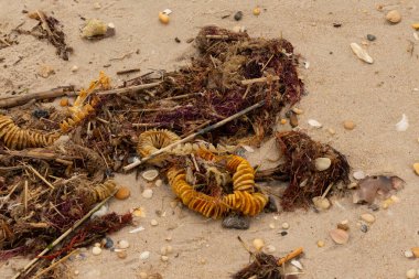 Bu, okyanus tarafından kumlara sürüklenmiş enkazın güzel bir görüntüsü. Ortadaki kahverengi bobin bir enik yumurtası kutusu. Seagrass sahilde her yerde görülebilir..