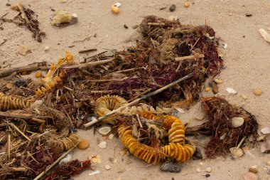 Bu, okyanus tarafından kumlara sürüklenmiş enkazın güzel bir görüntüsü. Ortadaki kahverengi bobin bir enik yumurtası kutusu. Seagrass sahilde her yerde görülebilir..