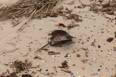 Bu at nalı yengeci kabuğu kahverengi kum tanelerinin içinde sırt üstü yatıyordu. İğne parçası ve tırtıklı kenarlar bu organizmayı tarih öncesi gibi gösteriyor. Etrafta çakıl taşları ve kumsal enkazı vardı..
