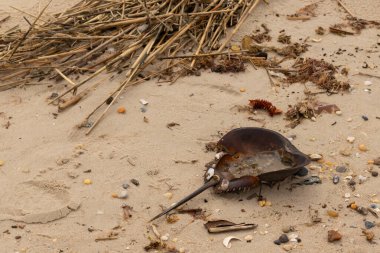 Bu at nalı yengeci kabuğu kahverengi kum tanelerinin içinde sırt üstü yatıyordu. İğne parçası ve tırtıklı kenarlar bu organizmayı tarih öncesi gibi gösteriyor. Etrafta çakıl taşları ve kumsal enkazı vardı..