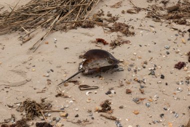 Bu at nalı yengeci kabuğu kahverengi kum tanelerinin içinde sırt üstü yatıyordu. İğne parçası ve tırtıklı kenarlar bu organizmayı tarih öncesi gibi gösteriyor. Etrafta çakıl taşları ve kumsal enkazı vardı..