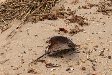Bu at nalı yengeci kabuğu kahverengi kum tanelerinin içinde sırt üstü yatıyordu. İğne parçası ve tırtıklı kenarlar bu organizmayı tarih öncesi gibi gösteriyor. Etrafta çakıl taşları ve kumsal enkazı vardı..
