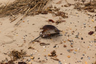 Bu at nalı yengeci kabuğu kahverengi kum tanelerinin içinde sırt üstü yatıyordu. İğne parçası ve tırtıklı kenarlar bu organizmayı tarih öncesi gibi gösteriyor. Etrafta çakıl taşları ve kumsal enkazı vardı..