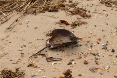 Bu at nalı yengeci kabuğu kahverengi kum tanelerinin içinde sırt üstü yatıyordu. İğne parçası ve tırtıklı kenarlar bu organizmayı tarih öncesi gibi gösteriyor. Etrafta çakıl taşları ve kumsal enkazı vardı..