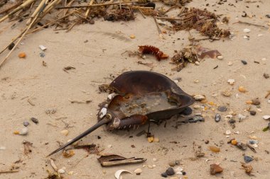 Bu at nalı yengeci kabuğu kahverengi kum tanelerinin içinde sırt üstü yatıyordu. İğne parçası ve tırtıklı kenarlar bu organizmayı tarih öncesi gibi gösteriyor. Etrafta çakıl taşları ve kumsal enkazı vardı..