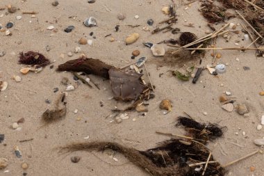 Bu at nalı yengeci parçası kum tanelerinin arasında yatıyordu. Yıkılmış deniz kabukları her yere sazlıklar serilmişti. Düz çakıl taşları her yerde. Hepsi okyanus dalgalarıyla yıkandı..