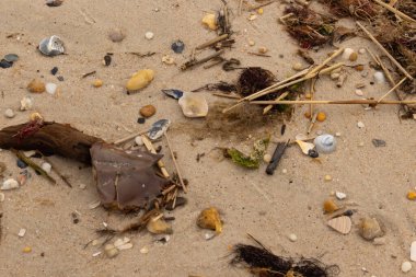 Bu at nalı yengeci parçası kum tanelerinin arasında yatıyordu. Yıkılmış deniz kabukları her yere sazlıklar serilmişti. Düz çakıl taşları her yerde. Hepsi okyanus dalgalarıyla yıkandı..