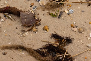 Bu at nalı yengeci parçası kum tanelerinin arasında yatıyordu. Yıkılmış deniz kabukları her yere sazlıklar serilmişti. Düz çakıl taşları her yerde. Hepsi okyanus dalgalarıyla yıkandı..
