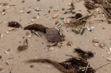 Bu at nalı yengeci parçası kum tanelerinin arasında yatıyordu. Yıkılmış deniz kabukları her yere sazlıklar serilmişti. Düz çakıl taşları her yerde. Hepsi okyanus dalgalarıyla yıkandı..