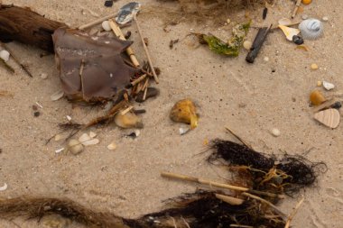 Bu at nalı yengeci parçası kum tanelerinin arasında yatıyordu. Yıkılmış deniz kabukları her yere sazlıklar serilmişti. Düz çakıl taşları her yerde. Hepsi okyanus dalgalarıyla yıkandı..