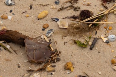 Bu at nalı yengeci parçası kum tanelerinin arasında yatıyordu. Yıkılmış deniz kabukları her yere sazlıklar serilmişti. Düz çakıl taşları her yerde. Hepsi okyanus dalgalarıyla yıkandı..