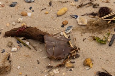 Bu at nalı yengeci parçası kum tanelerinin arasında yatıyordu. Yıkılmış deniz kabukları her yere sazlıklar serilmişti. Düz çakıl taşları her yerde. Hepsi okyanus dalgalarıyla yıkandı..