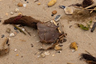 Bu at nalı yengeci parçası kum tanelerinin arasında yatıyordu. Yıkılmış deniz kabukları her yere sazlıklar serilmişti. Düz çakıl taşları her yerde. Hepsi okyanus dalgalarıyla yıkandı..