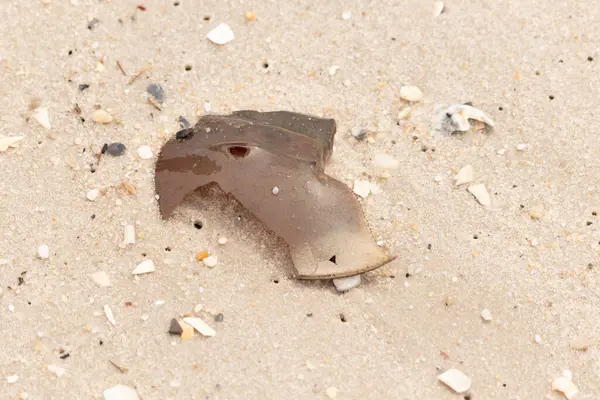 At nalı yengeci kabuğu plajda yatıyordu. Dalgalardan hırpalandıktan sonra bu kabuklunun çatlamış zırhı burada yatıyordu. Kabuk parçaları kum tanelerinde çakıl taşları ile her yerde yatıyordu..