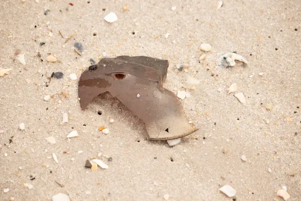 At nalı yengeci kabuğu plajda yatıyordu. Dalgalardan hırpalandıktan sonra bu kabuklunun çatlamış zırhı burada yatıyordu. Kabuk parçaları kum tanelerinde çakıl taşları ile her yerde yatıyordu..