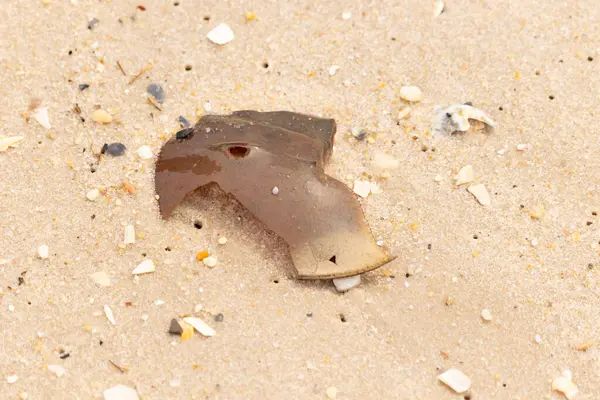 At nalı yengeci kabuğu plajda yatıyordu. Dalgalardan hırpalandıktan sonra bu kabuklunun çatlamış zırhı burada yatıyordu. Kabuk parçaları kum tanelerinde çakıl taşları ile her yerde yatıyordu..