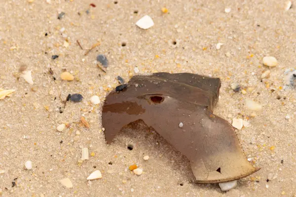 At nalı yengeci kabuğu plajda yatıyordu. Dalgalardan hırpalandıktan sonra bu kabuklunun çatlamış zırhı burada yatıyordu. Kabuk parçaları kum tanelerinde çakıl taşları ile her yerde yatıyordu..