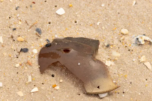 At nalı yengeci kabuğu plajda yatıyordu. Dalgalardan hırpalandıktan sonra bu kabuklunun çatlamış zırhı burada yatıyordu. Kabuk parçaları kum tanelerinde çakıl taşları ile her yerde yatıyordu..