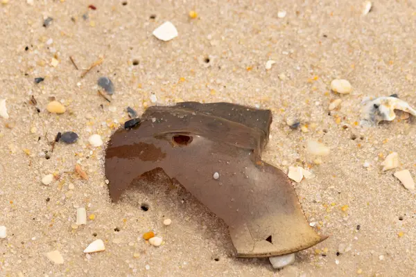 At nalı yengeci kabuğu plajda yatıyordu. Dalgalardan hırpalandıktan sonra bu kabuklunun çatlamış zırhı burada yatıyordu. Kabuk parçaları kum tanelerinde çakıl taşları ile her yerde yatıyordu..