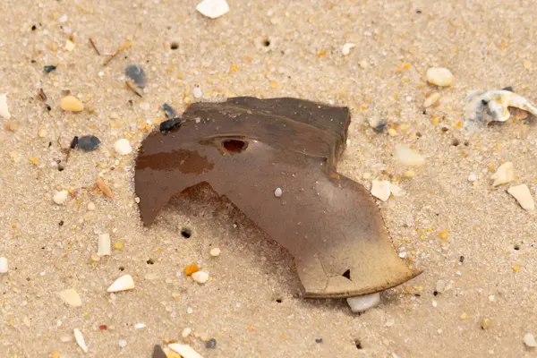 At nalı yengeci kabuğu plajda yatıyordu. Dalgalardan hırpalandıktan sonra bu kabuklunun çatlamış zırhı burada yatıyordu. Kabuk parçaları kum tanelerinde çakıl taşları ile her yerde yatıyordu..