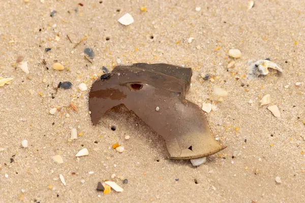 At nalı yengeci kabuğu plajda yatıyordu. Dalgalardan hırpalandıktan sonra bu kabuklunun çatlamış zırhı burada yatıyordu. Kabuk parçaları kum tanelerinde çakıl taşları ile her yerde yatıyordu..