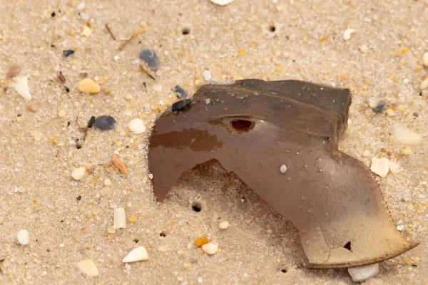 At nalı yengeci kabuğu plajda yatıyordu. Dalgalardan hırpalandıktan sonra bu kabuklunun çatlamış zırhı burada yatıyordu. Kabuk parçaları kum tanelerinde çakıl taşları ile her yerde yatıyordu..