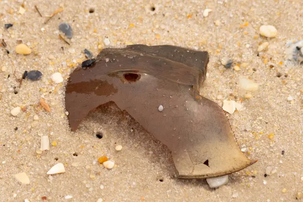 At nalı yengeci kabuğu plajda yatıyordu. Dalgalardan hırpalandıktan sonra bu kabuklunun çatlamış zırhı burada yatıyordu. Kabuk parçaları kum tanelerinde çakıl taşları ile her yerde yatıyordu..