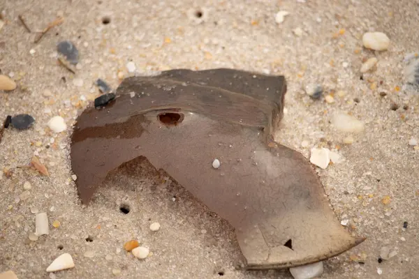 At nalı yengeci kabuğu plajda yatıyordu. Dalgalardan hırpalandıktan sonra bu kabuklunun çatlamış zırhı burada yatıyordu. Kabuk parçaları kum tanelerinde çakıl taşları ile her yerde yatıyordu..